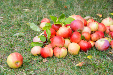 A bunch of ripe apples on a grass