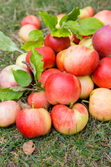 A bunch of ripe apples on a grass