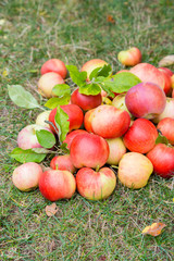 A bunch of ripe apples on a grass