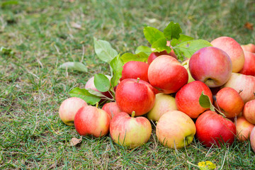 A bunch of ripe apples on a grass