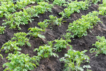 Potato field