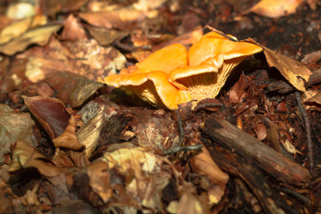 mushroom in the forest mountain in France
