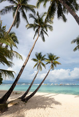 Obraz na płótnie Canvas Coconut palms on tropical beach
