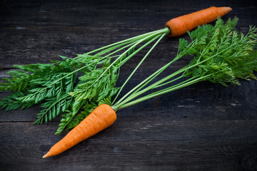Fresh organic carrots with leafy tops