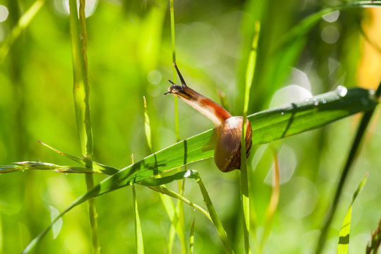 Little snail on green grass