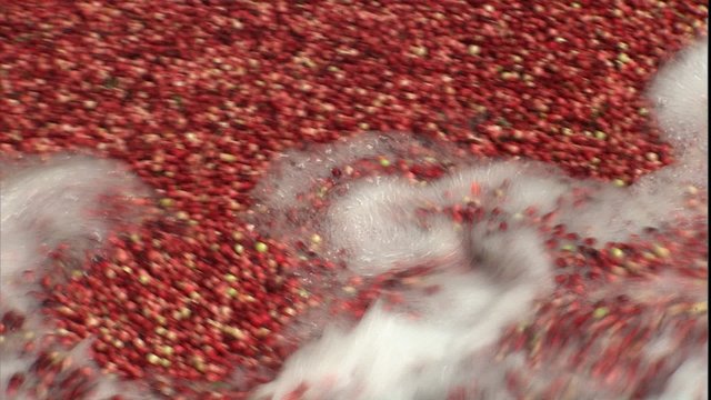 cranberries in water tank moving into factory