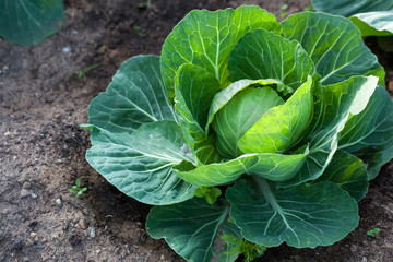 White head cabbage on the field