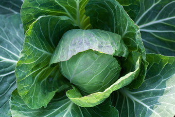 Fototapeta na wymiar White head cabbage on the field