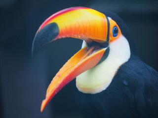 Großer Tukan mit offenen Schnabel