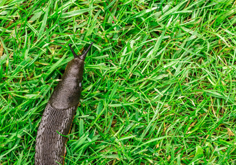 macro image of a brown garden slug