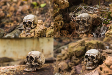 skull or skeleton of human photography