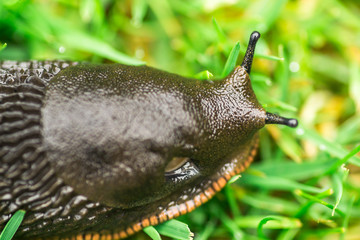 macro image of a brown garden slug
