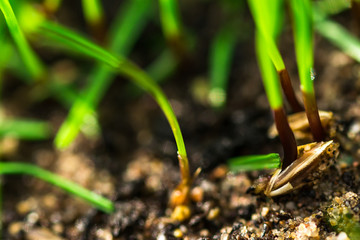 Macro closeup of grass seed and fresh shoots