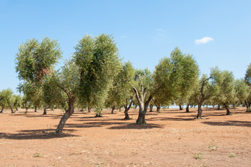 Fototapeta premium Olive trees in large agricultural field