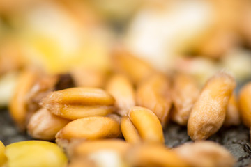 Macro image of Grain Corn