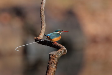 【カワセミ】 Kingfisher
カワセミが排出している瞬間です。