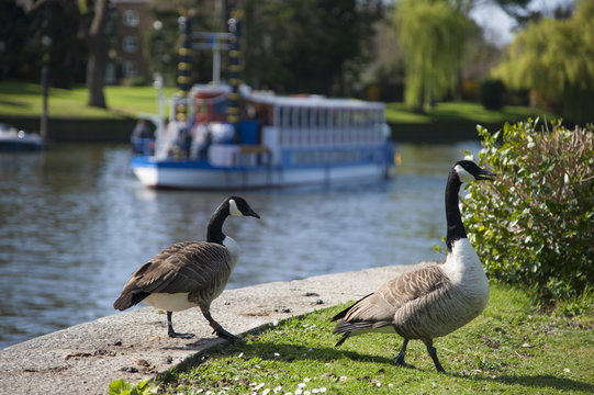 Two geese and a boat on a canal