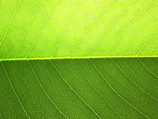 Fototapeta na wymiar Green leaf background texture ( cassia fistula )
