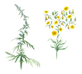 Fototapeta na wymiar Watercolor illustration with wildflower