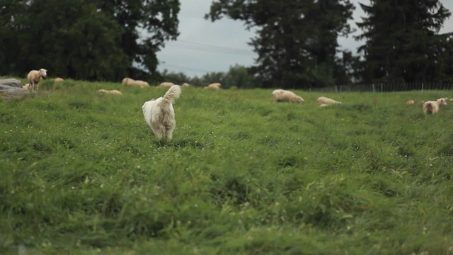 Roosters are seen on a farm through barbed wire.