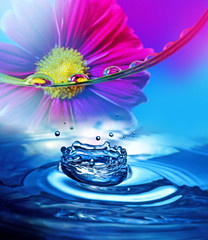 Obrazy na Szkle  czerwony kwiat i krople wody na liściu
