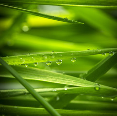 Naklejka premium green grass with water drops