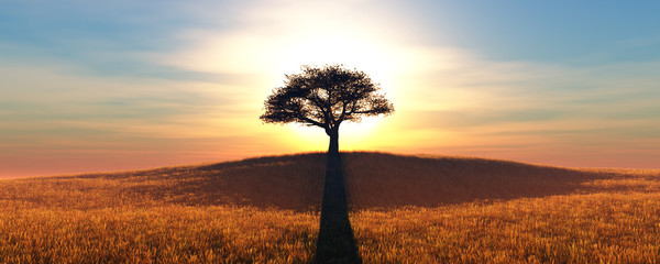 zonsondergang en boom
