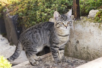little kitten playing in nature