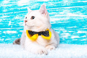 Beautiful stylish british cat. Animal portrait. British cat with bow-tie is lying. Wood background. Colorful decorations. Collection of funny animals