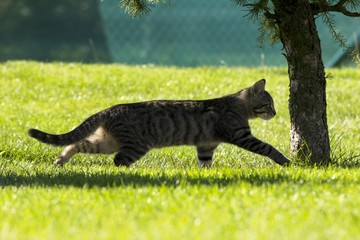 little kitten playing in nature