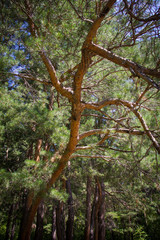 summer branches spruce bottom view