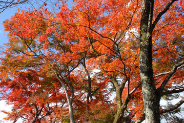 京都の秋