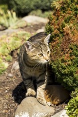 little kitten playing in nature