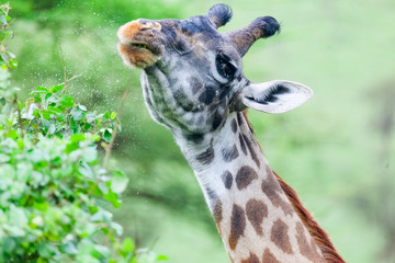 Masai giraffe head, Serengeti National Park, Tanzania, Africa