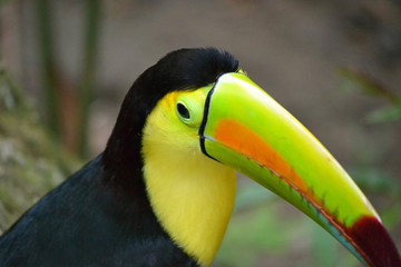 Naklejka premium TOUCAN BIRD HONDURAS