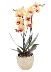 Fototapeta premium Orchid on a white background 