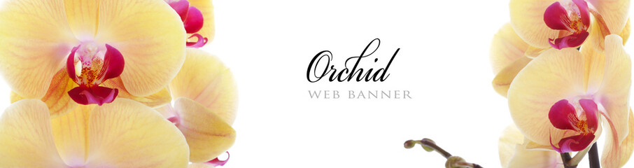 Orchid web banner