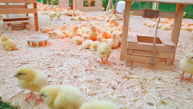 Small chicks play and relax in the paddock