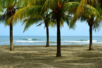 TELA BEACH PLAM TREES HONDURAS