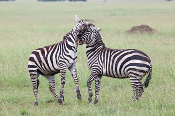 Fototapeta na wymiar Two Zebras Fighting in Serengeti National Park, Tanzania, Africa