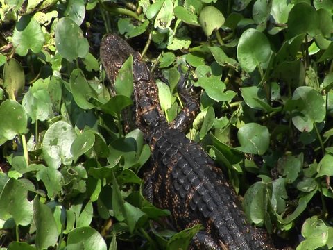 A baby alligator moves across a Florida Everglades swamp.