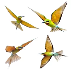 Foto op Plexiglas Blue-tailed Bee-eater in flight isolated on white background   © panda3800