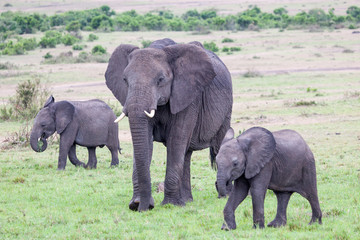 Baby African bush elephant walking with mother, Masai Mara, Kenya, 