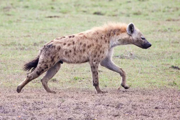 Foto auf Acrylglas Hyäne Tüpfelhyäne im Serengeti Nationalpark, Tansania, Ostafrika