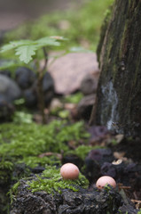 Lycogala epidendrum  in a green moss