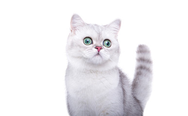 Beautiful stylish purebred british cat. Animal portrait. Purebred cat is lying. White background....