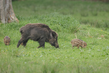 Wild boar sow with young foraging in meadow