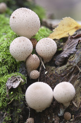 Puffball mushrooms on a stump