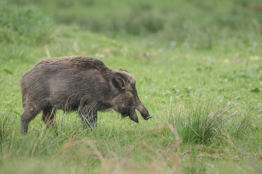 Wild boar sow in grass