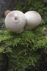 Puffball mushrooms on a stump